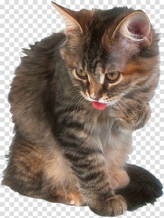 California spangled American Wirehair Kitten Dragon Li European shorthair, kitten transparent background PNG clipart