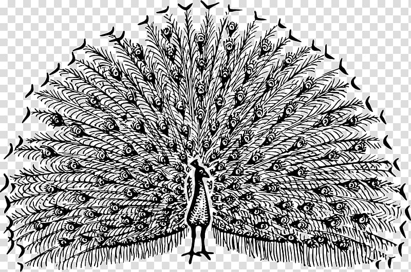 Pavo Bird Drawing Feather , Bird transparent background PNG clipart Pavo Bird Drawing Feather , Bird transparent background PNG clipart