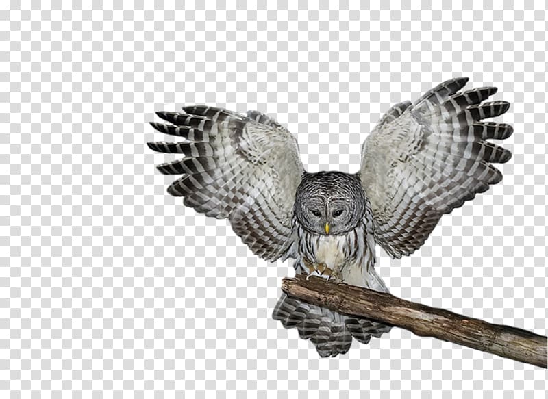 Tawny owl Great Horned Owl Snowy owl Eastern screech owl, owl transparent background PNG clipart