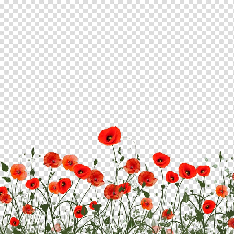 red petaled flowers illustration, , poppy transparent background PNG clipart