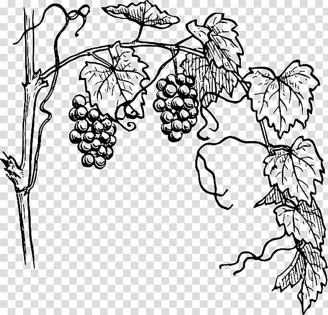 Vine Drawing Free content , Grape Outline transparent background PNG clipart