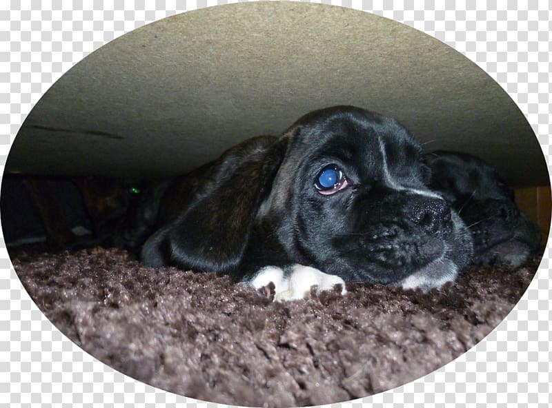 Puggle Boxerzwinger von der großen Zeder Puppy Dog breed, puppy transparent background PNG clipart