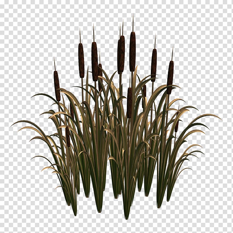 Scirpus Common reed , others transparent background PNG clipart