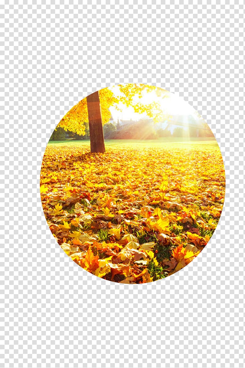 Autumn Deciduous Summer, Deciduous fan transparent background PNG clipart