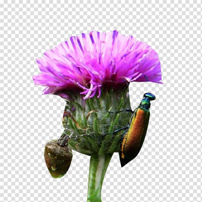 Milk thistle Insect Plant milk, Milk thistle and bug material transparent background PNG clipart