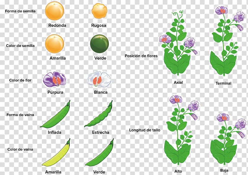 Pea Mendelian inheritance Monohybrid cross Plant Phenotypic trait, pea transparent background PNG clipart