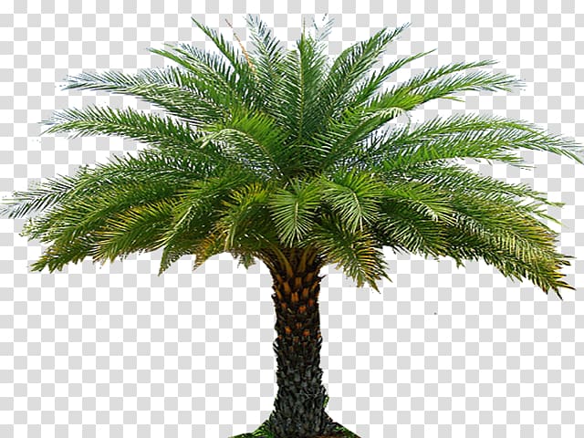 Babassu Roof garden Landscape architecture Palm trees, sanya landscape transparent background PNG clipart