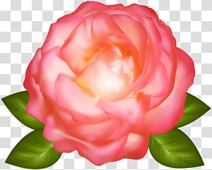 Garden roses Cabbage rose China rose , pink roses transparent background PNG clipart thumbnail