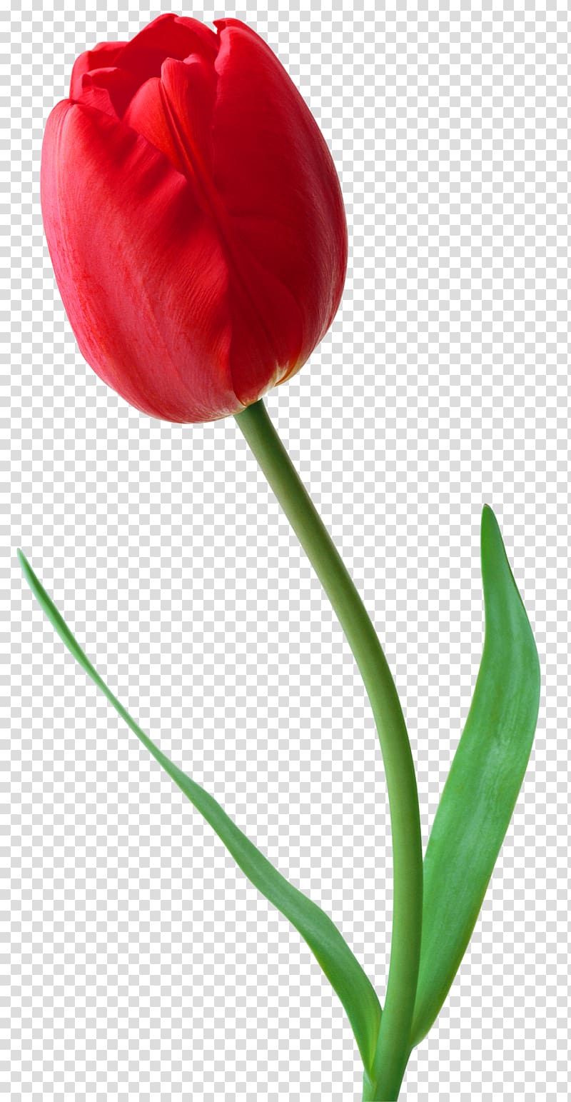Tulip Flower Desktop , Tulip transparent background PNG clipart