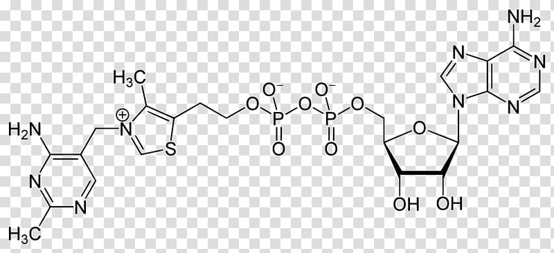 S-Adenosyl methionine Flavin adenine dinucleotide Adenosine triphosphate Adenylyl cyclase, others transparent background PNG clipart