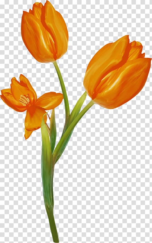 Tulip Still life Cut flowers Plant stem, tulip transparent background PNG clipart