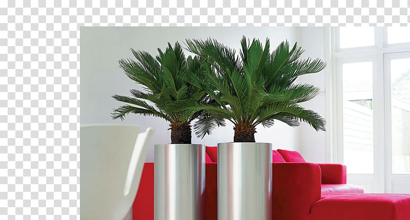 Houseplant Office Flowerpot Container garden, money tree transparent background PNG clipart