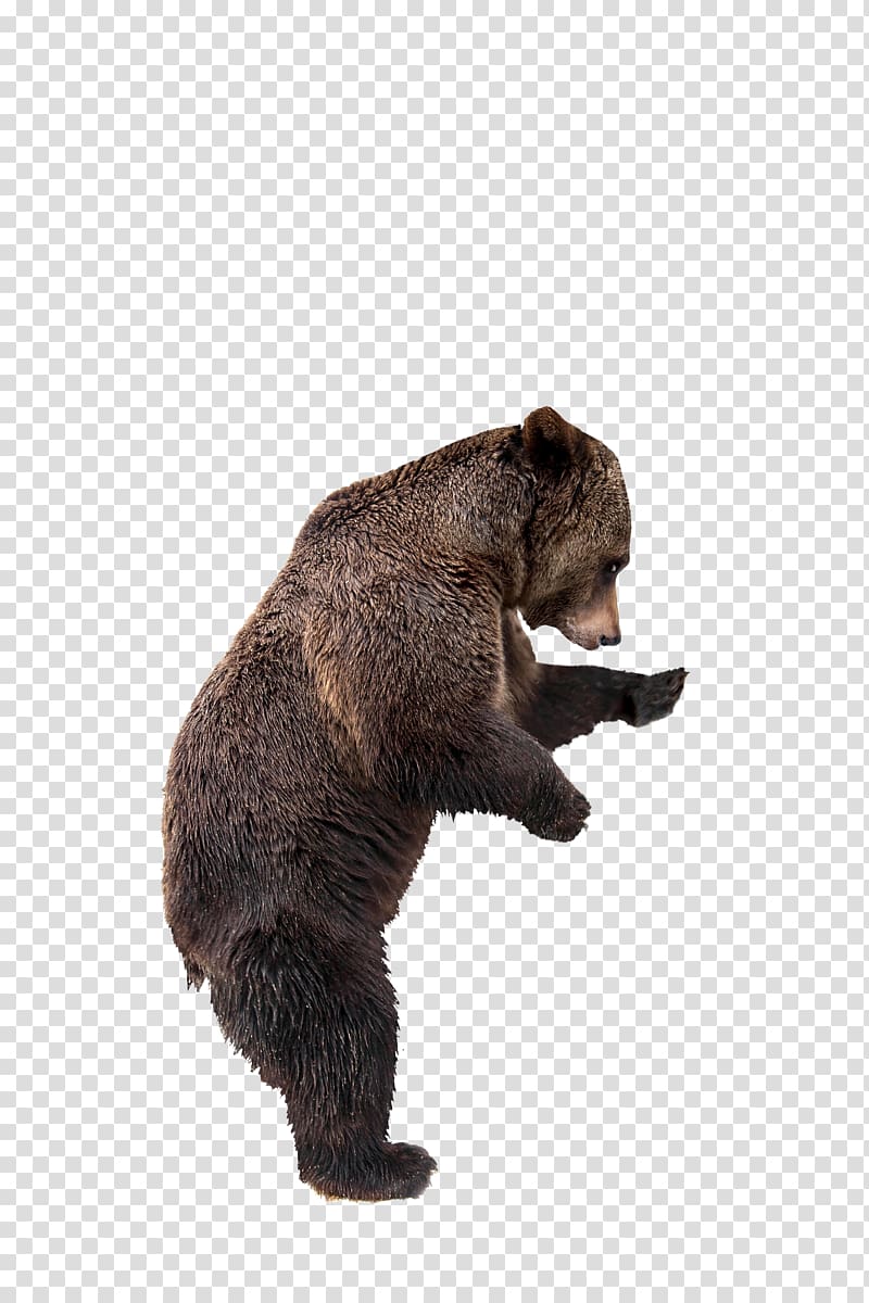 Grizzly bear Kamchatka brown bear Kodiak bear, others transparent background PNG clipart