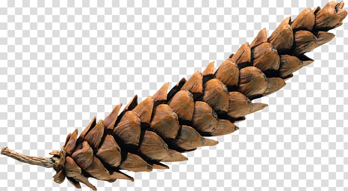 , pinecone transparent background PNG clipart