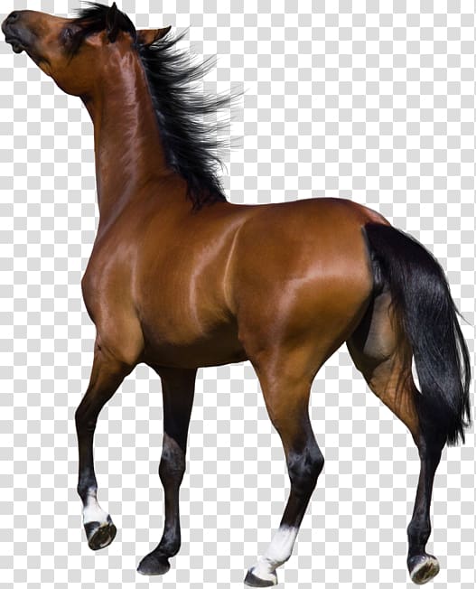 Mustang Friesian horse American Quarter Horse Stallion Andalusian horse, mustang transparent background PNG clipart