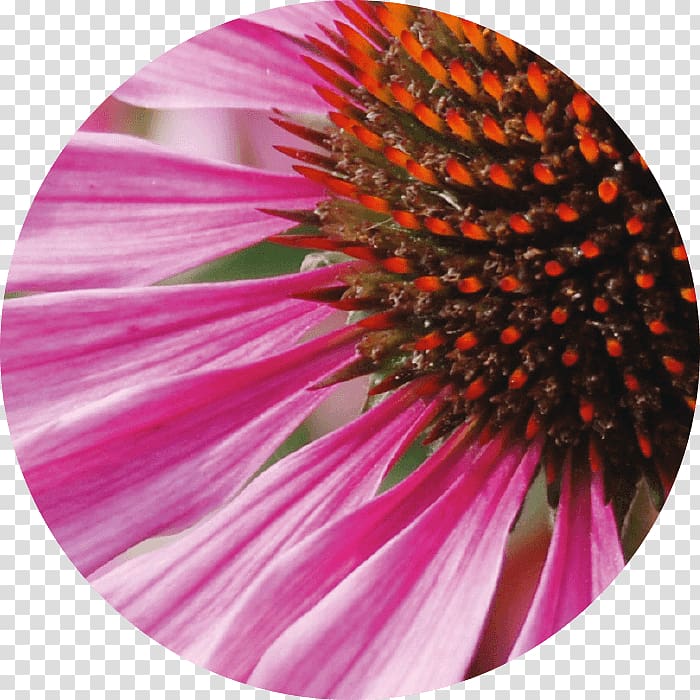 Coneflower Skin Daisy family Regeneration Active ingredient, echinacea transparent background PNG clipart