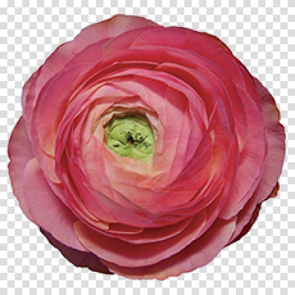 Garden roses Buttercup Cut flowers Petal, flower transparent background PNG clipart