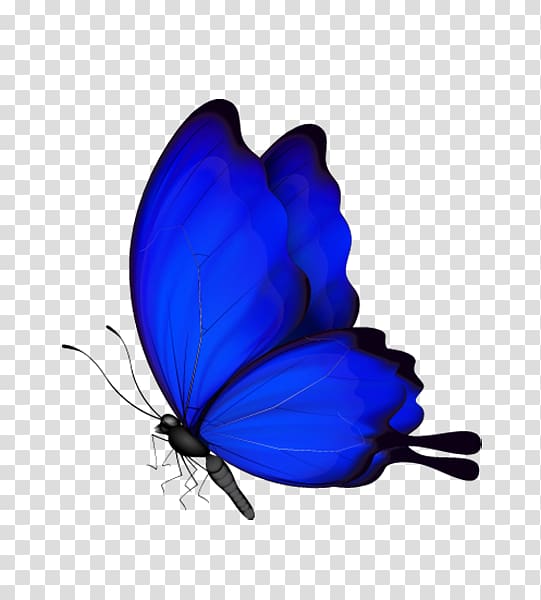 Butterfly Insect, blue butterfly transparent background PNG clipart