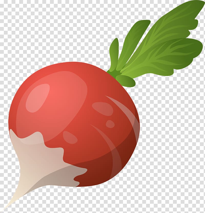 Vegetable Daikon Turnip Beetroot Health, vegetable transparent background PNG clipart