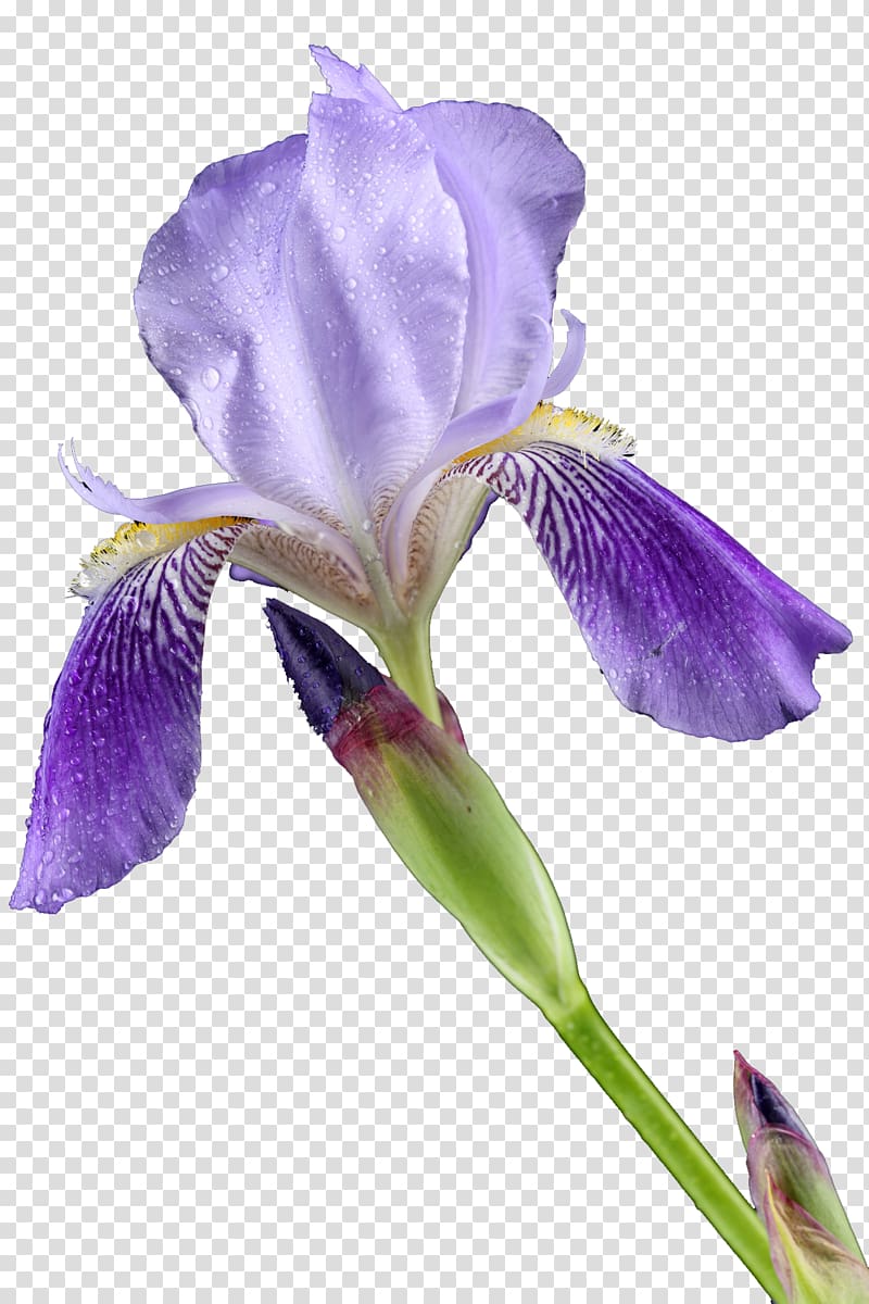Cut flowers Lilium Iris croatica, iris transparent background PNG clipart