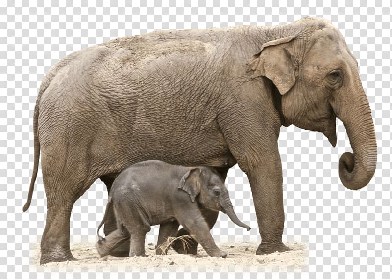 African bush elephant Elephantidae , TOY ELEPHANT transparent background PNG clipart