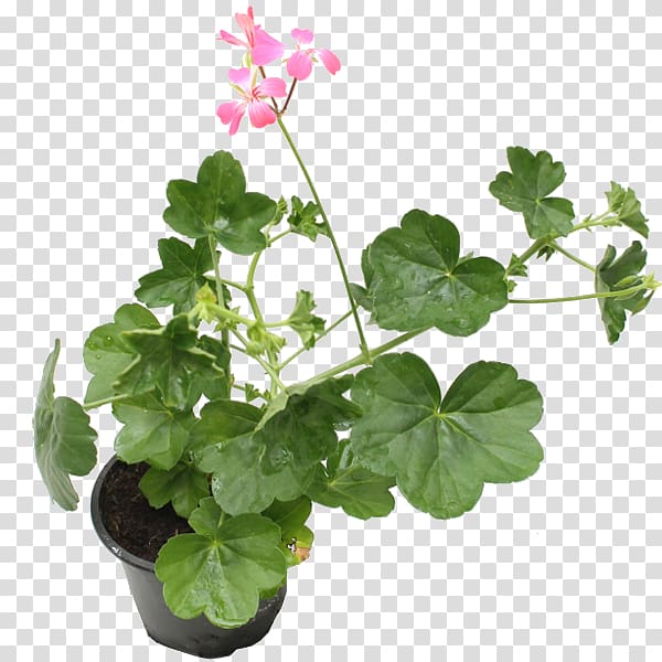 Ivy geranium Pelargonium zonale Sweet scented geranium Houseplant, plant transparent background PNG clipart