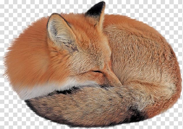 Red fox Desktop Gray wolf, Fox sleeping transparent background PNG clipart