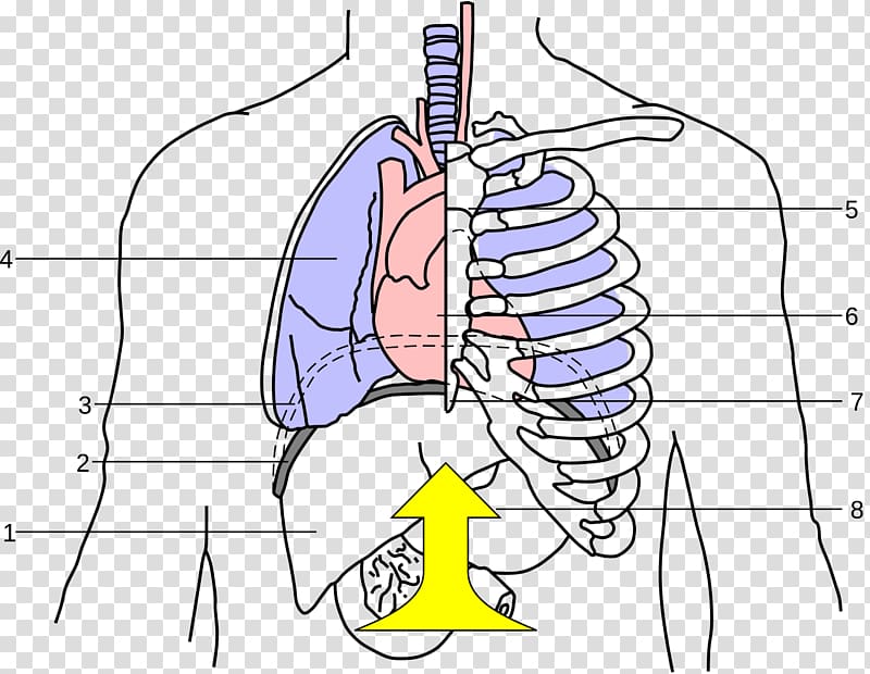 Abdominal thrusts Thoracic diaphragm Abdomen Choking Airway management, others transparent background PNG clipart