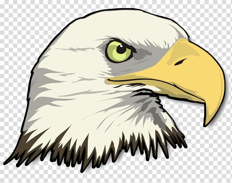 Bald Eagle Drawing , eagle transparent background PNG clipart
