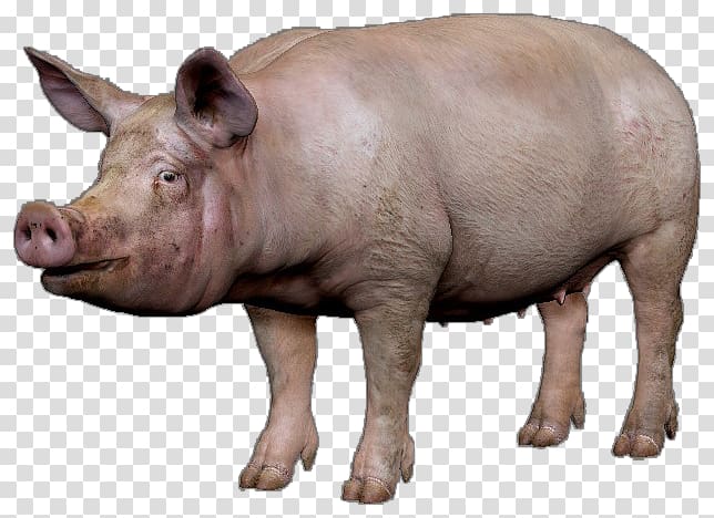 Domestic pig DayZ , pig transparent background PNG clipart