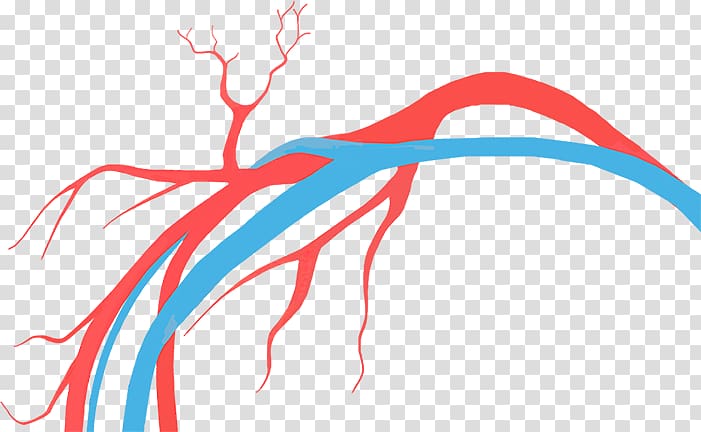 Vascular surgery Tratamento Disease Vein, veins transparent background PNG clipart