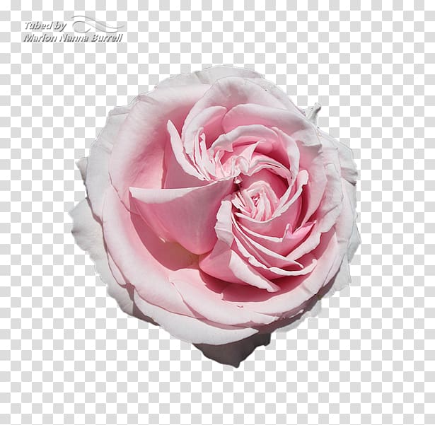 Garden roses Cabbage rose Floribunda Moody National Bank Cut flowers, Roser transparent background PNG clipart