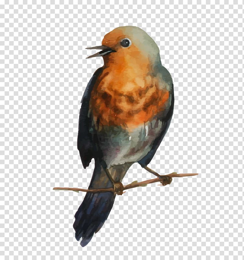 European robin Bird Drawing Paper, Bird transparent background PNG clipart