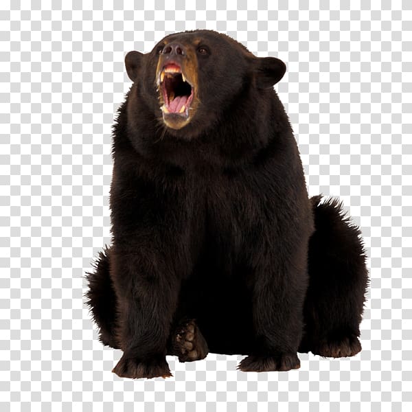 American black bear Polar bear Grizzly bear Armant dog, bear transparent background PNG clipart