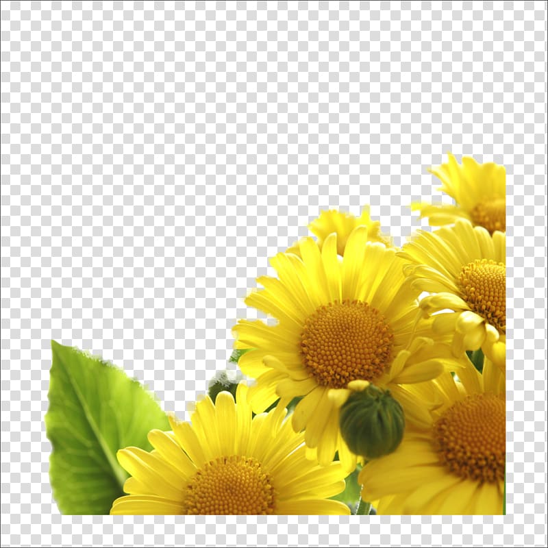 Flower bouquet Yellow Rose , Chongyang Chrysanthemum transparent background PNG clipart