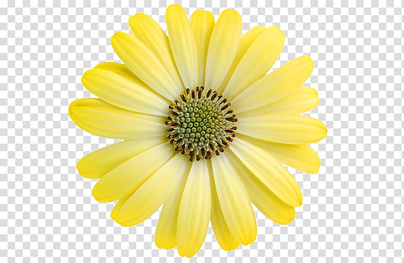 Common daisy Transvaal daisy Yellow , others transparent background PNG clipart