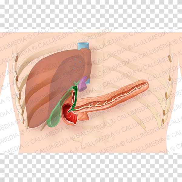 Pancreas Human digestive system Digestion Liver Organ system, pancreas transparent background PNG clipart