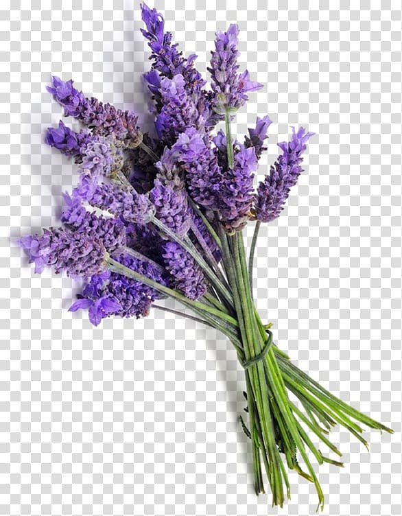 English lavender French lavender Essential oil Provence, lavandula transparent background PNG clipart