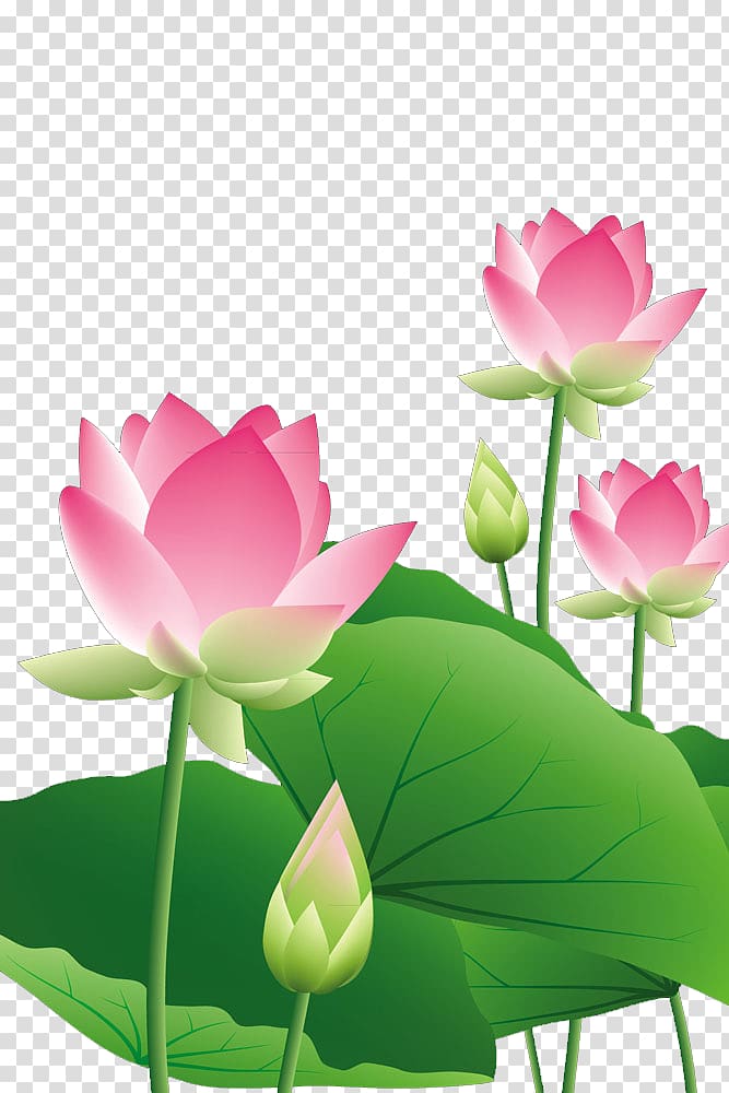Pink lotus flowers illustration, Lotus lotus leaf transparent background PNG  clipart | HiClipart