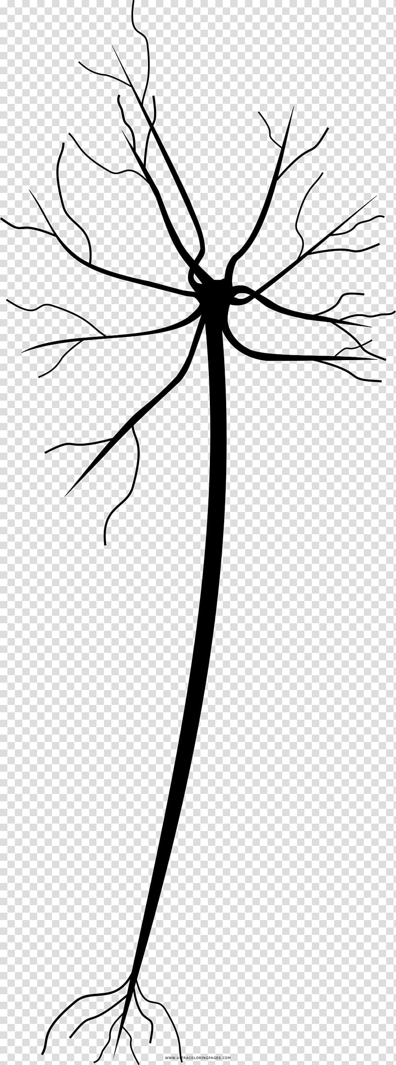 Drawing Neuron Coloring book Line art Painting, neuron transparent background PNG clipart