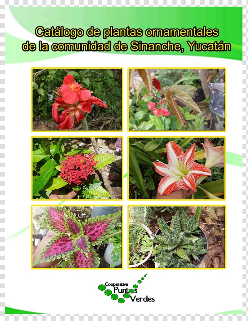 Ornamental plant Plants Sinanché Nombre científico Houseplant, plants transparent background PNG clipart