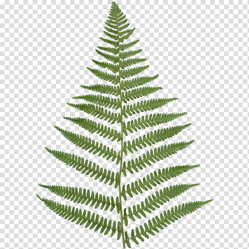 green fern leaf illustration, Fern Leaf Embryophyta Frond , fern transparent background PNG clipart