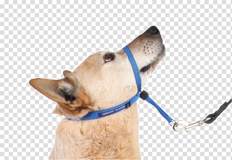 Dog Halter Leash Shock collar, Dog transparent background PNG clipart