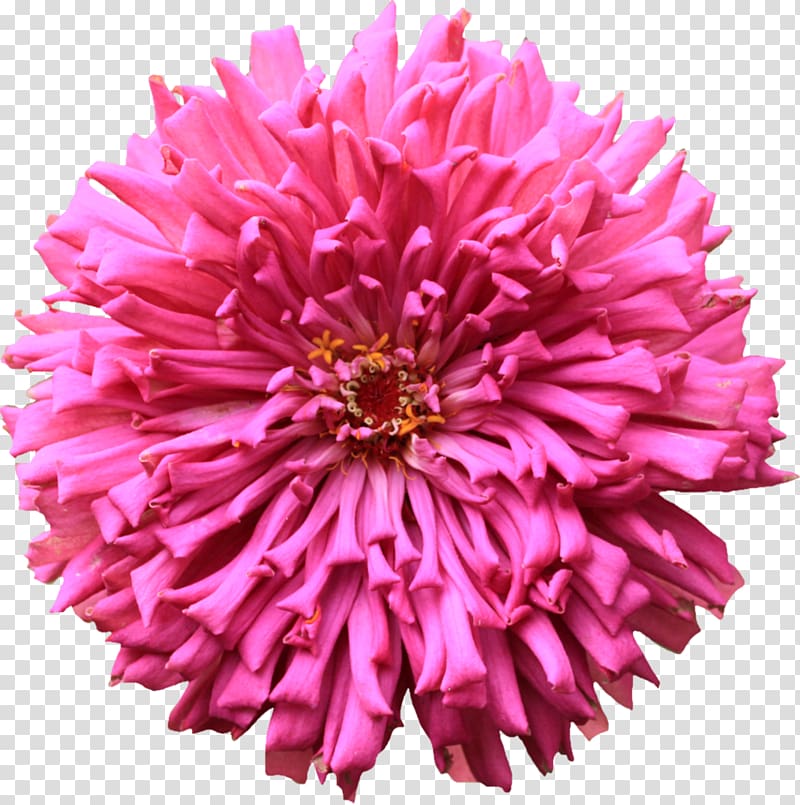 Zinnia Desktop , chrysanthemum transparent background PNG clipart
