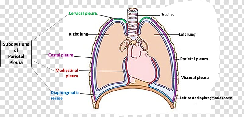 Joint Pulmonary pleurae Pleural cavity Anatomy Muscle, lined transparent background PNG clipart