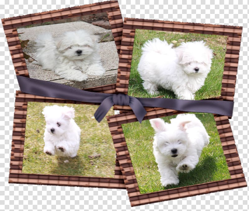 Dog breed West Highland White Terrier Samoyed dog Non-sporting group Alpaca, others transparent background PNG clipart