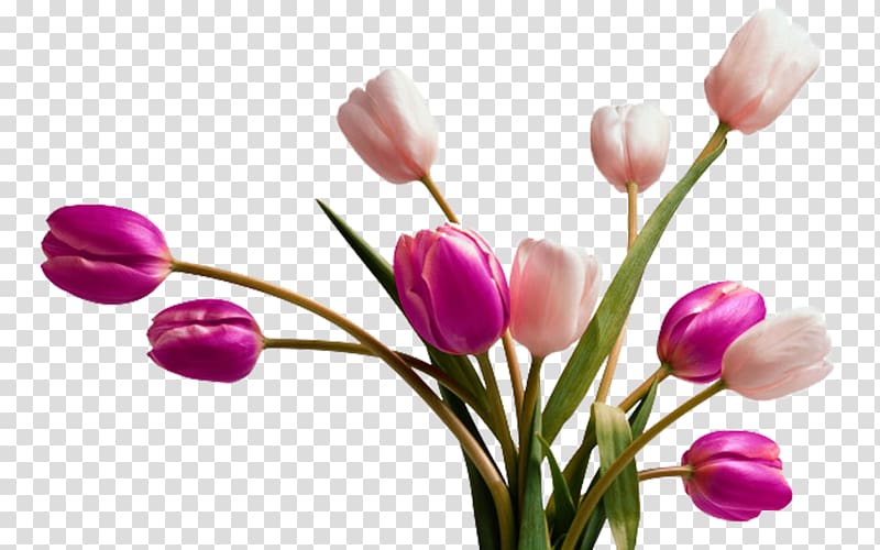 Tulip Vase Flower , Two colors tulip material transparent background PNG clipart