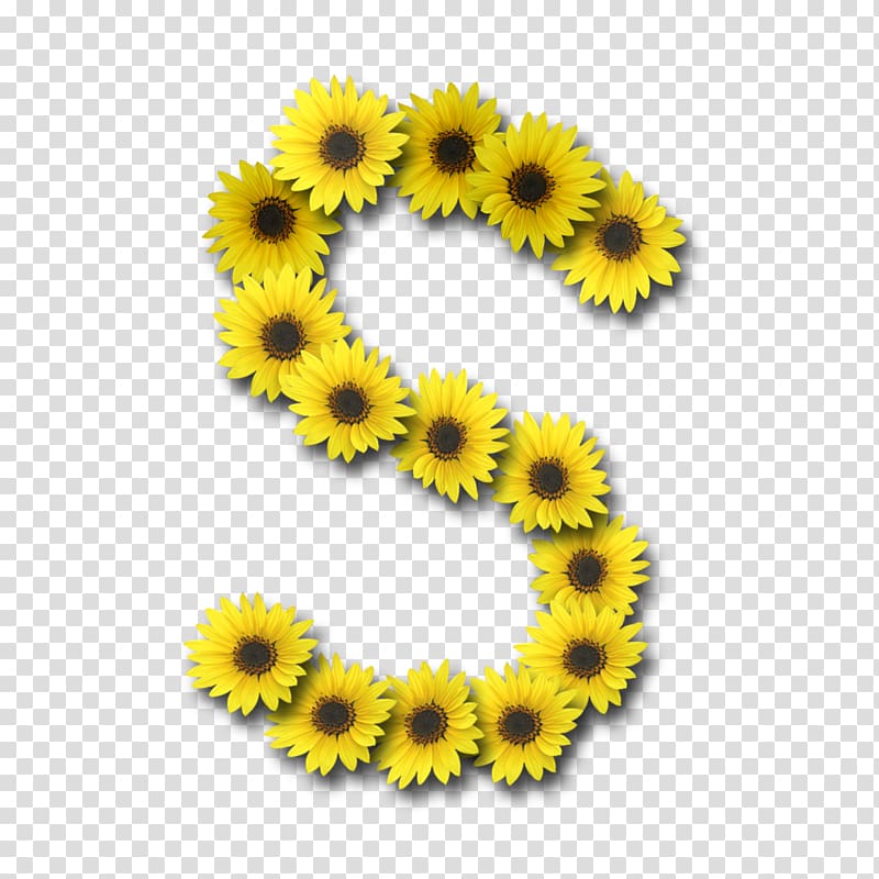 Letter Alphabet Common sunflower, sunflower transparent background PNG clipart