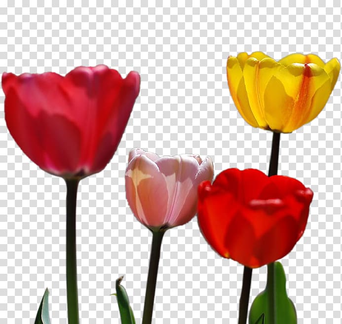 Tulip Petal Flower, Tulip flower transparent background PNG clipart