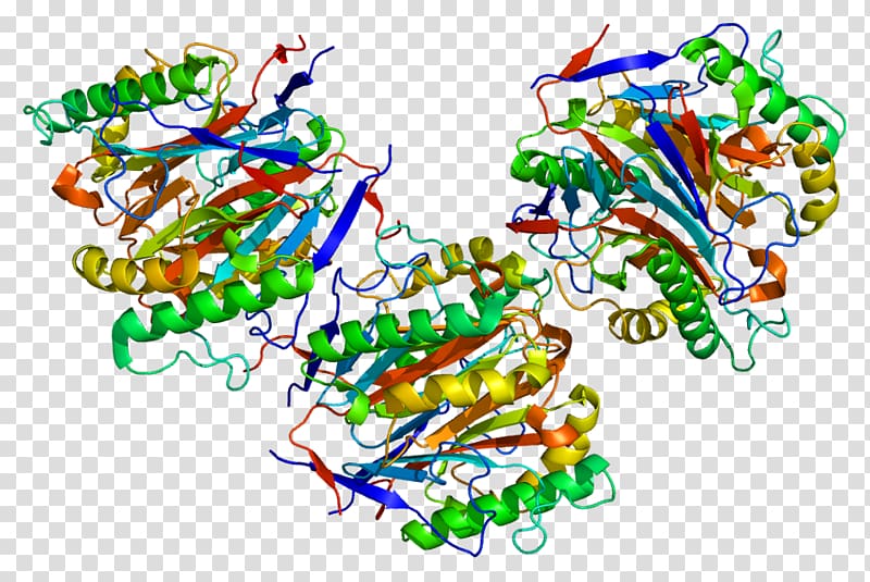 Protein Data Bank Protein structure Enzyme Ribonuclease, warming up the spleen and kidney transparent background PNG clipart